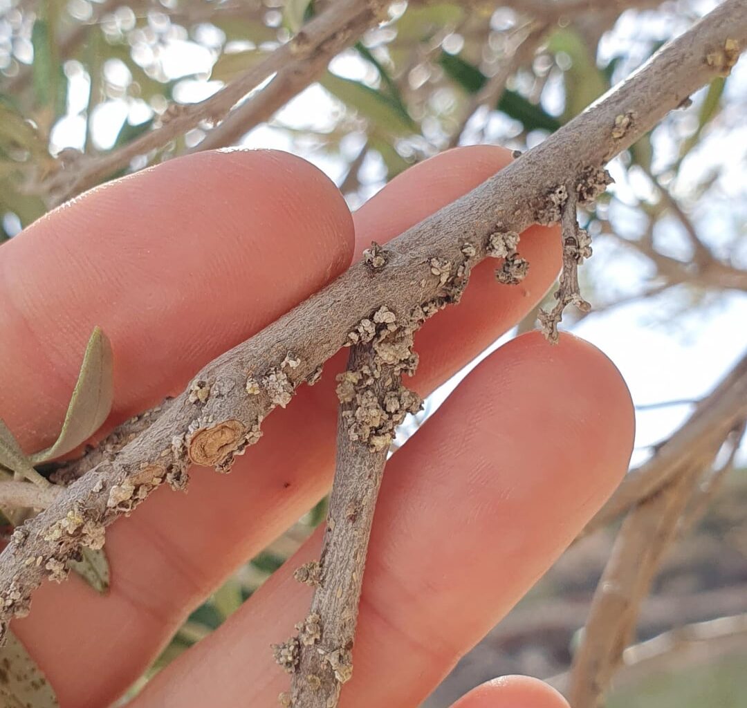 Welcher Schädling am Olivenbaum?