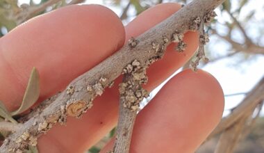 Welcher Schädling am Olivenbaum?