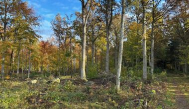 Regelförenklingar i avskogningsförordningen föreslås - Energiföretagen Sverige