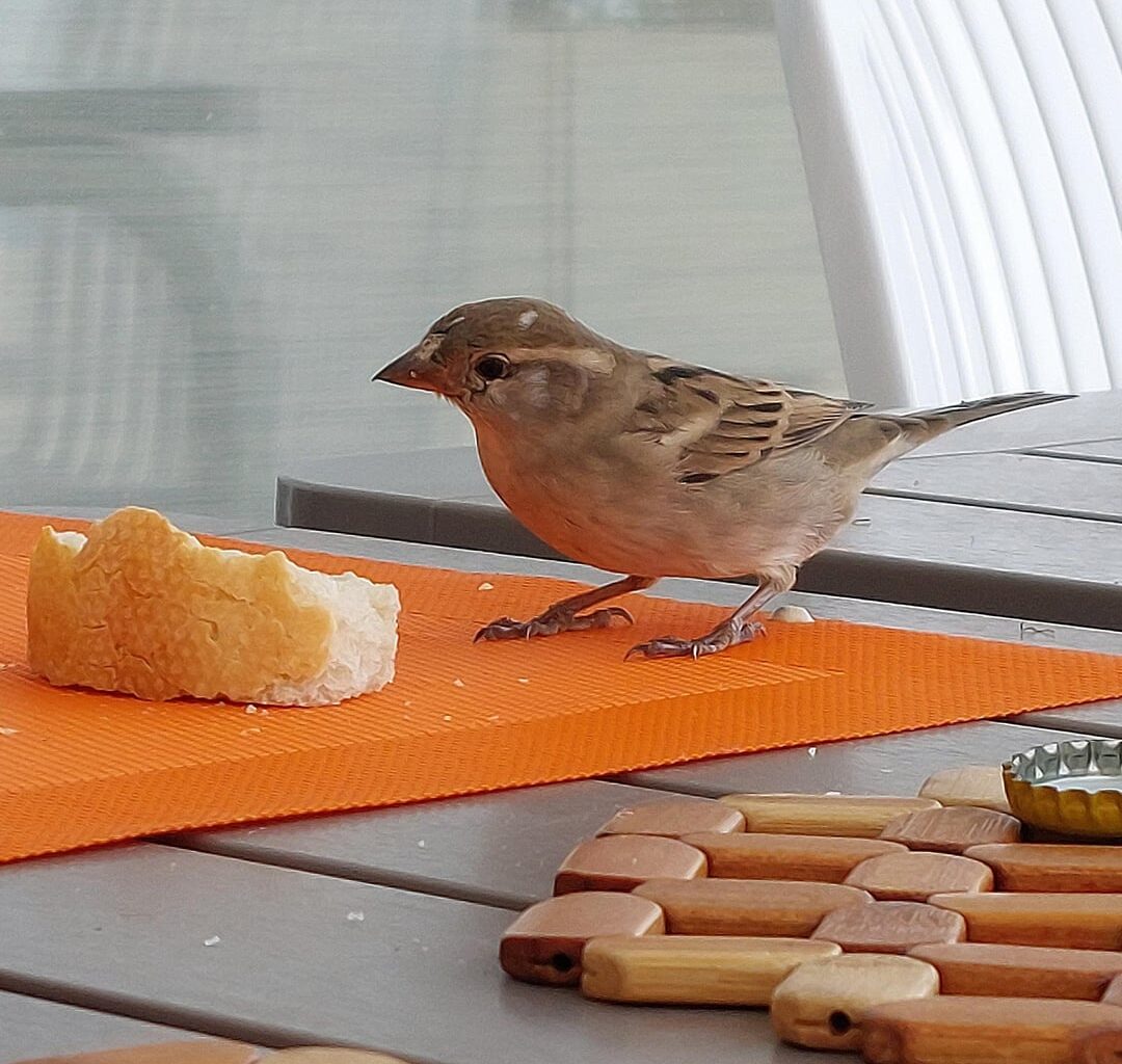 Frecher Spatz beim Frühstück auf der Terrasse