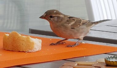 Frecher Spatz beim Frühstück auf der Terrasse