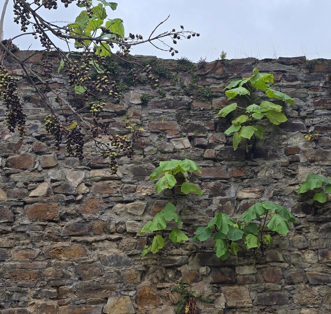 Erstaunliches Fugenwachstum - Stadtmauer in Ahrweiler Edition