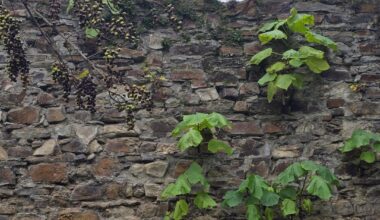 Erstaunliches Fugenwachstum - Stadtmauer in Ahrweiler Edition