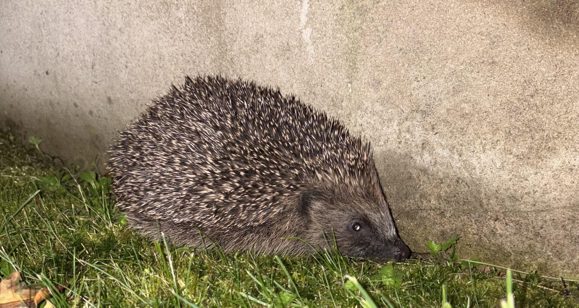 Found this little dude in the back garden tonight lads