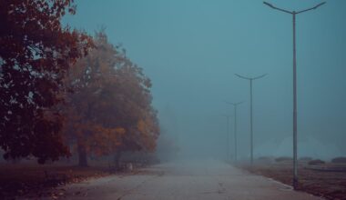 Днес няма котки, но има гъби и мъгла...