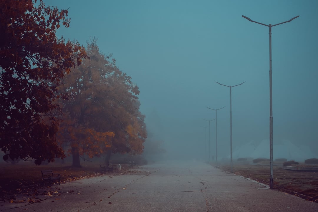 Днес няма котки, но има гъби и мъгла...