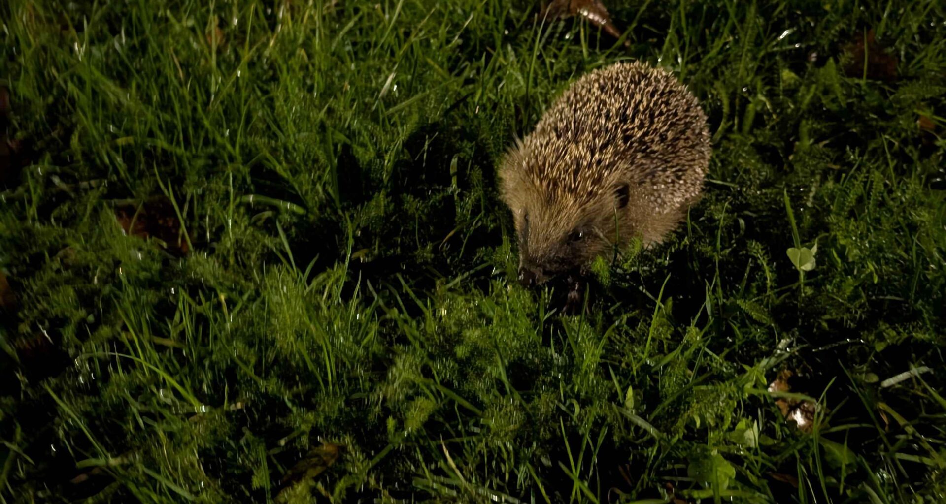 Saw this little fella on my way to work last night, first time seeing one in years.