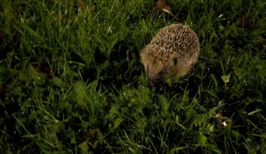 Saw this little fella on my way to work last night, first time seeing one in years.