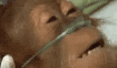 Malo špeka, šunkice, čvaraka na dan tjera doktora van