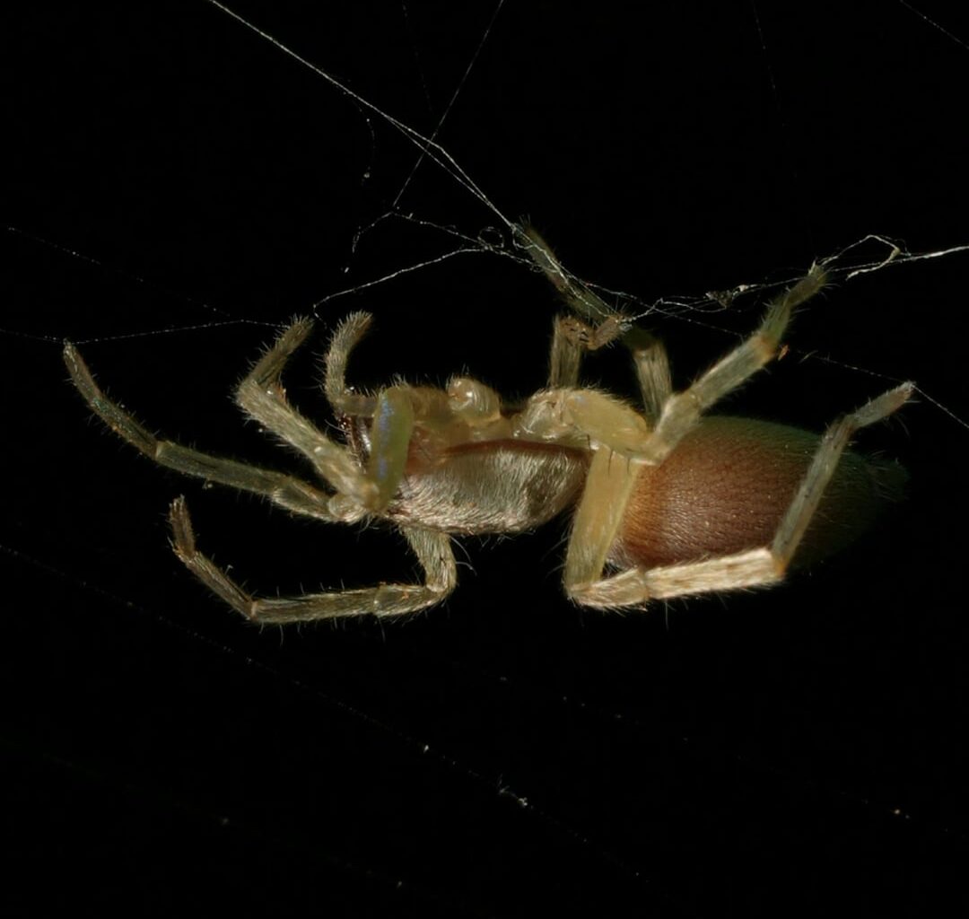 Gestern nochmal kurz abends durch den Garten gestreift
