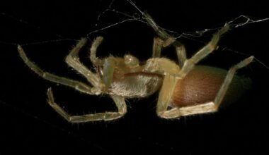 Gestern nochmal kurz abends durch den Garten gestreift