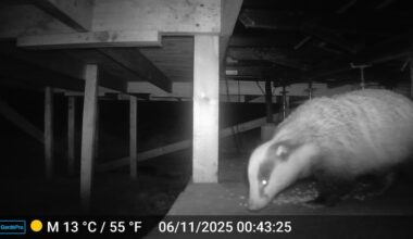 Brill scottish wildlife