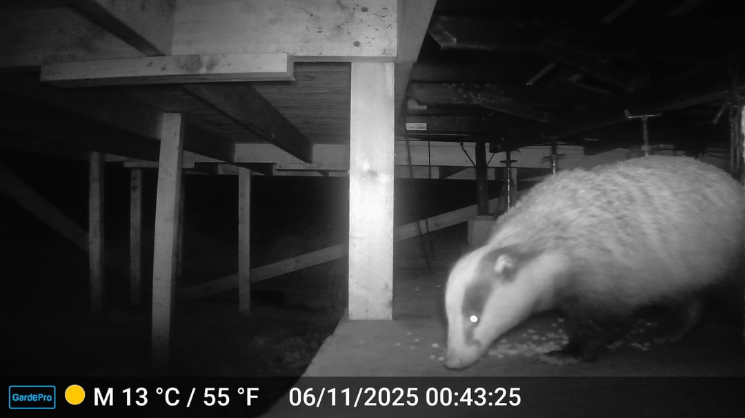 Brill scottish wildlife