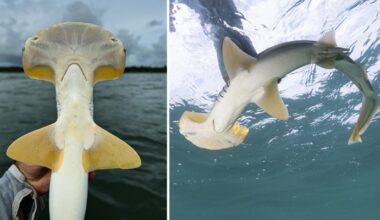 New Environmental DNA Test Hopes to Help Rare Hammerhead Sharks Fight Extinction