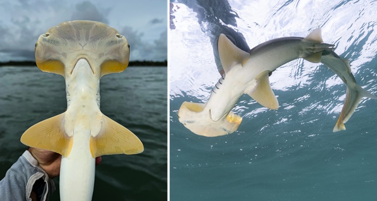 New Environmental DNA Test Hopes to Help Rare Hammerhead Sharks Fight Extinction