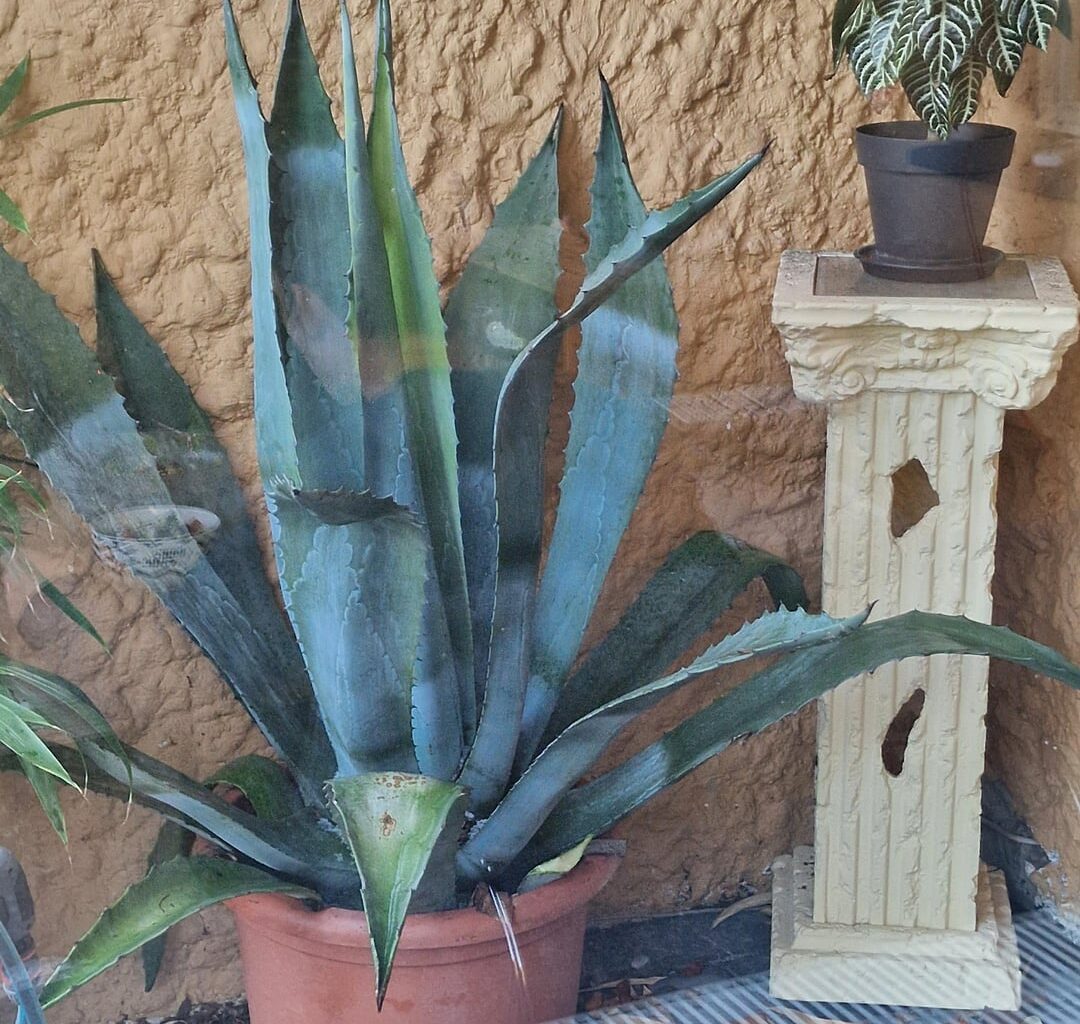 Agave überwintern