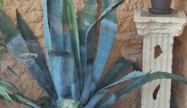 Agave überwintern