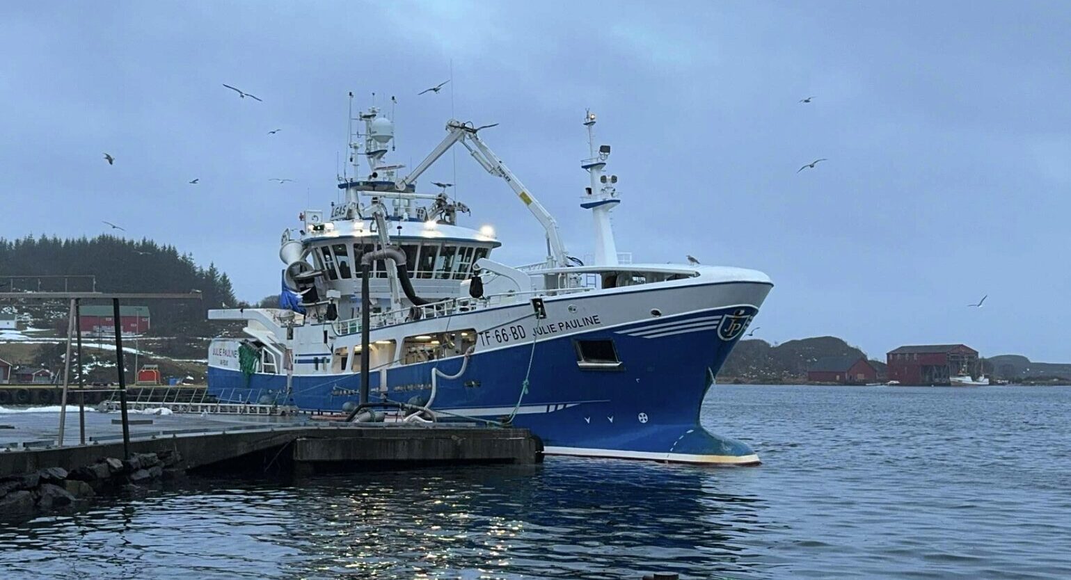 Weekly Norway mackerel export price passes NOK 50/kg mark
