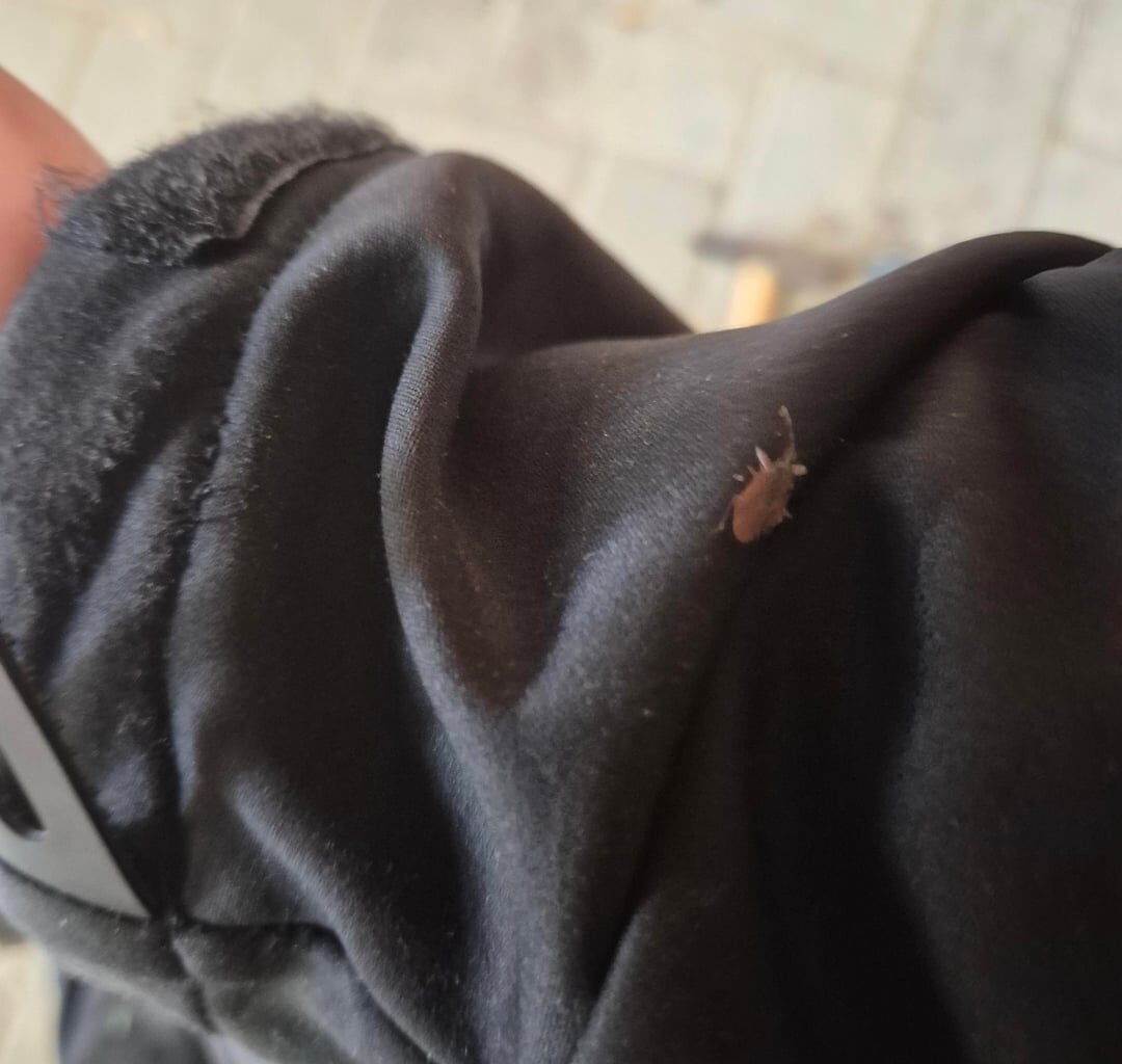 Was ist das für ein Käfer