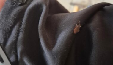 Was ist das für ein Käfer