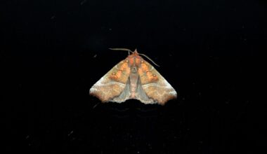 Zackeneule - Herald moth (Scoliopteryx libatrix)