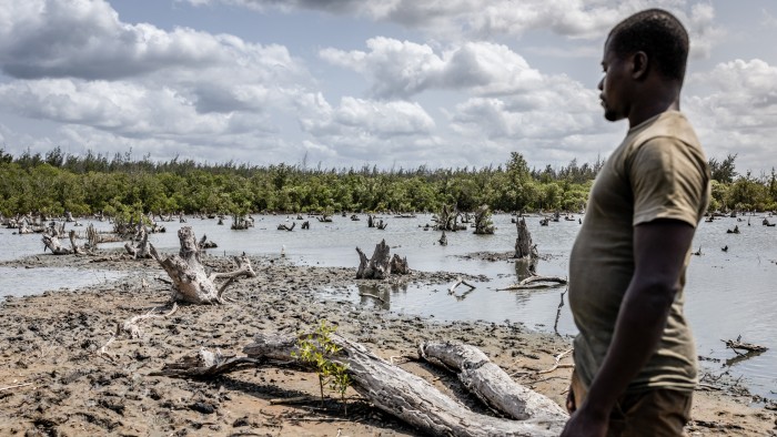 A man stands beside a barren, muddy area with dead mangrove stumps and stagnant water, with healthy mangroves in the background.