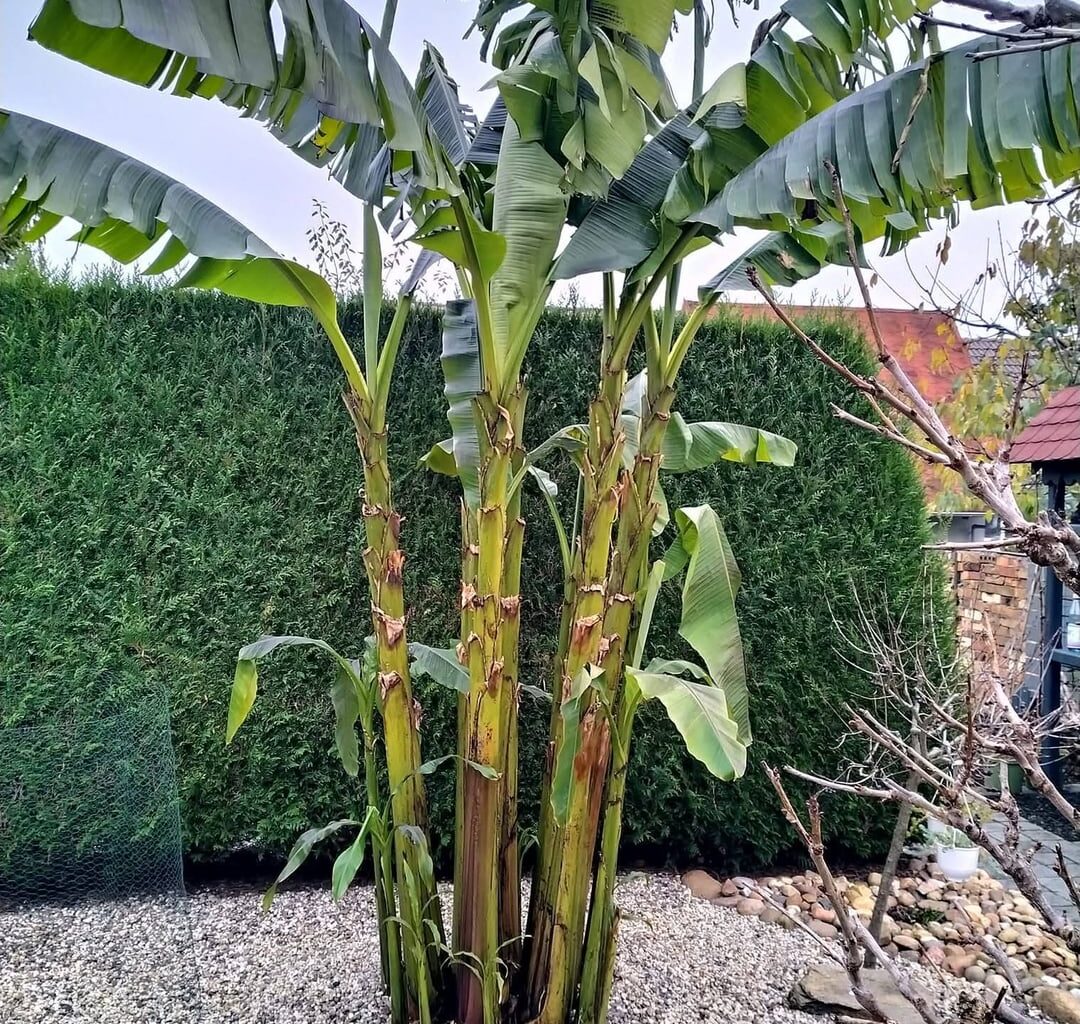 Nach den letzten frostigen Nächten mit -4 und davon schon leicht gezeichnet, ist jetzt Winterruhe.