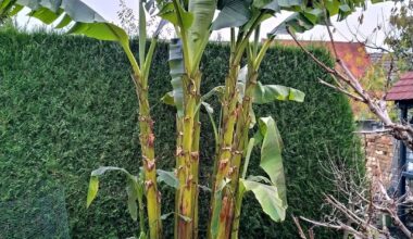 Nach den letzten frostigen Nächten mit -4 und davon schon leicht gezeichnet, ist jetzt Winterruhe.