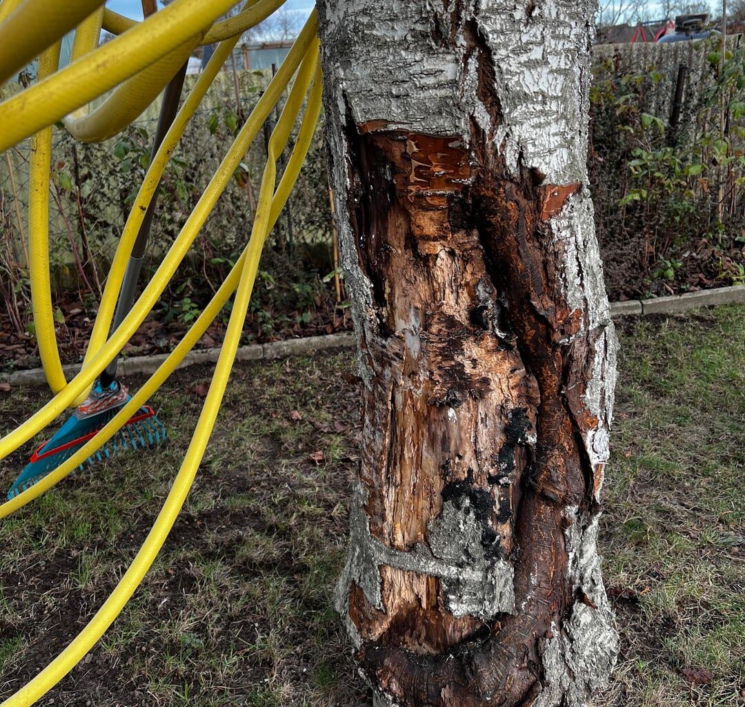 Wird der Kirschbaum den Winter so überleben?