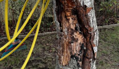 Wird der Kirschbaum den Winter so überleben?