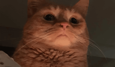 Mon portefeuille me dit "merci"