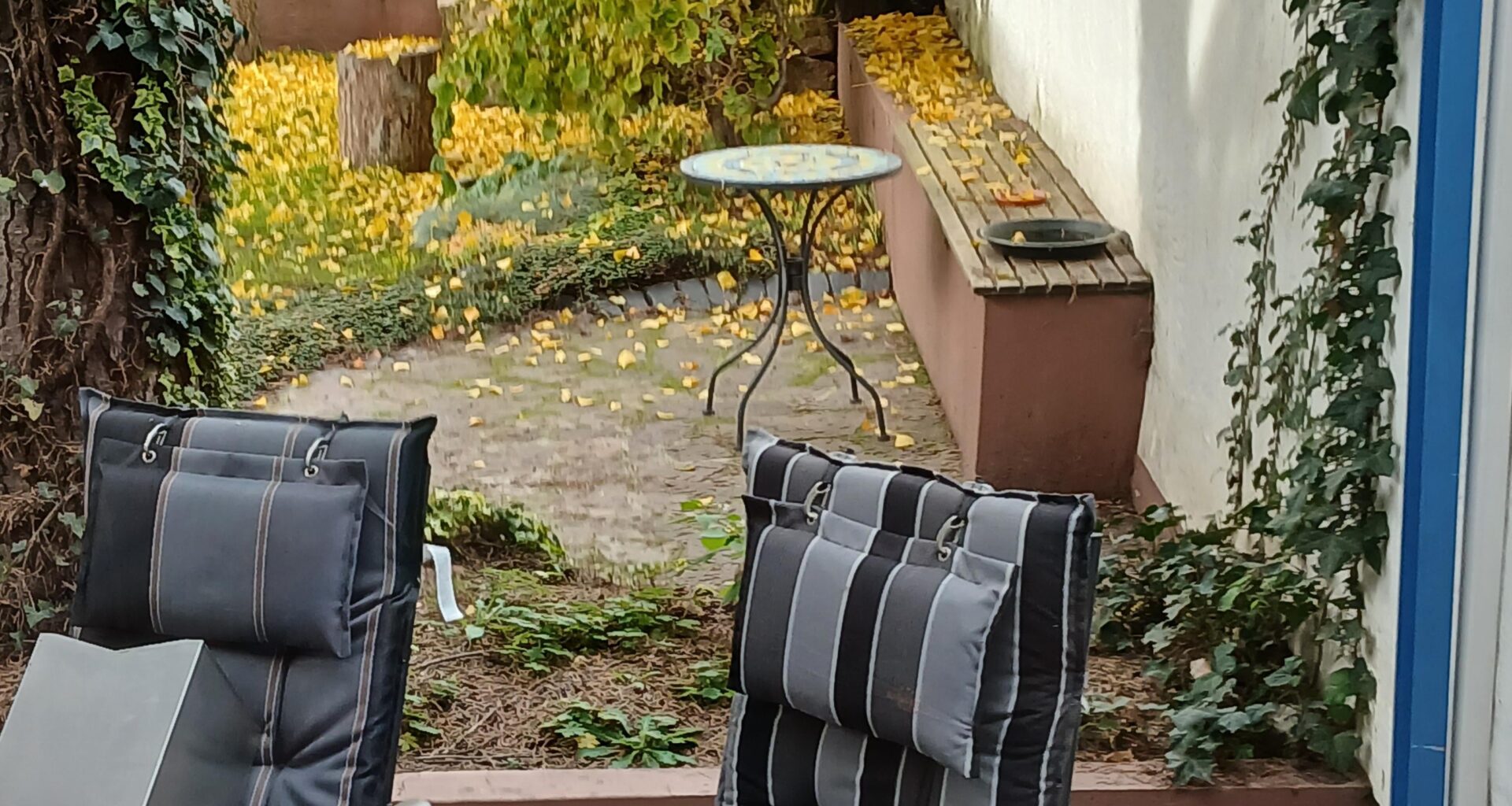 Welche Palme Pflanzen?