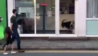 Hungry Welsh goat pops to Chinese takeaway and no one bats an eyelid