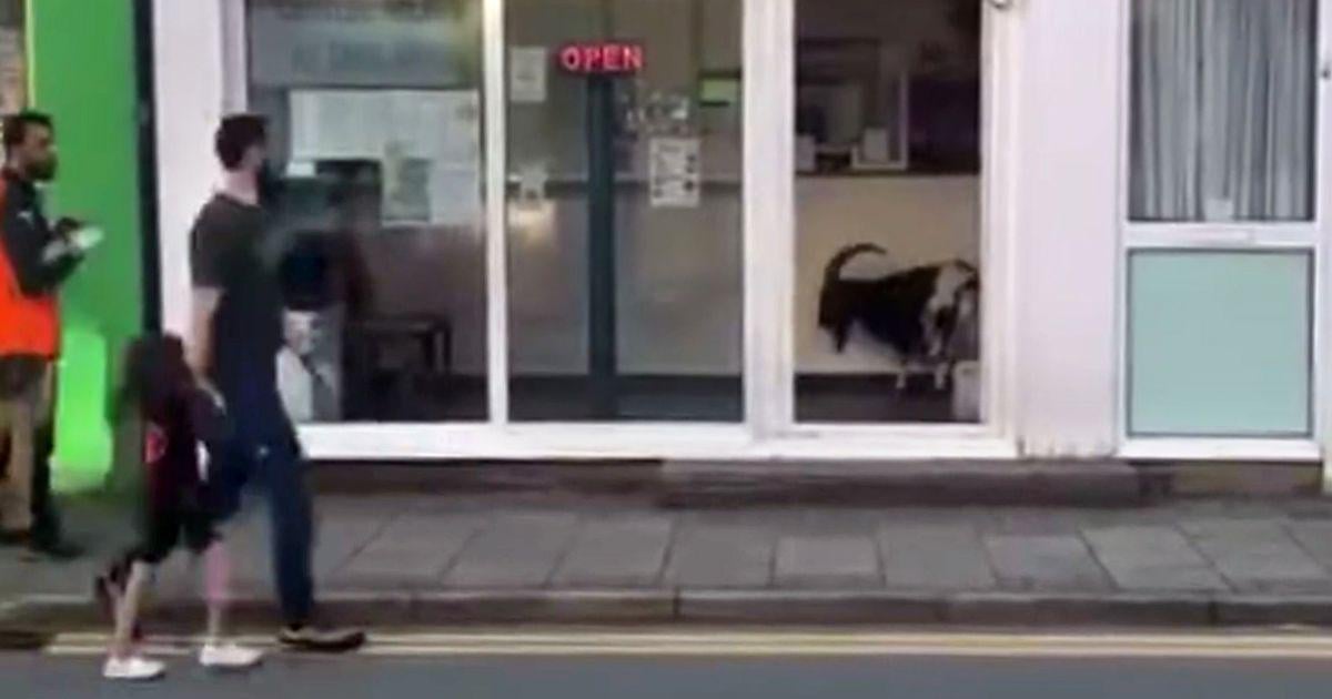 Hungry Welsh goat pops to Chinese takeaway and no one bats an eyelid