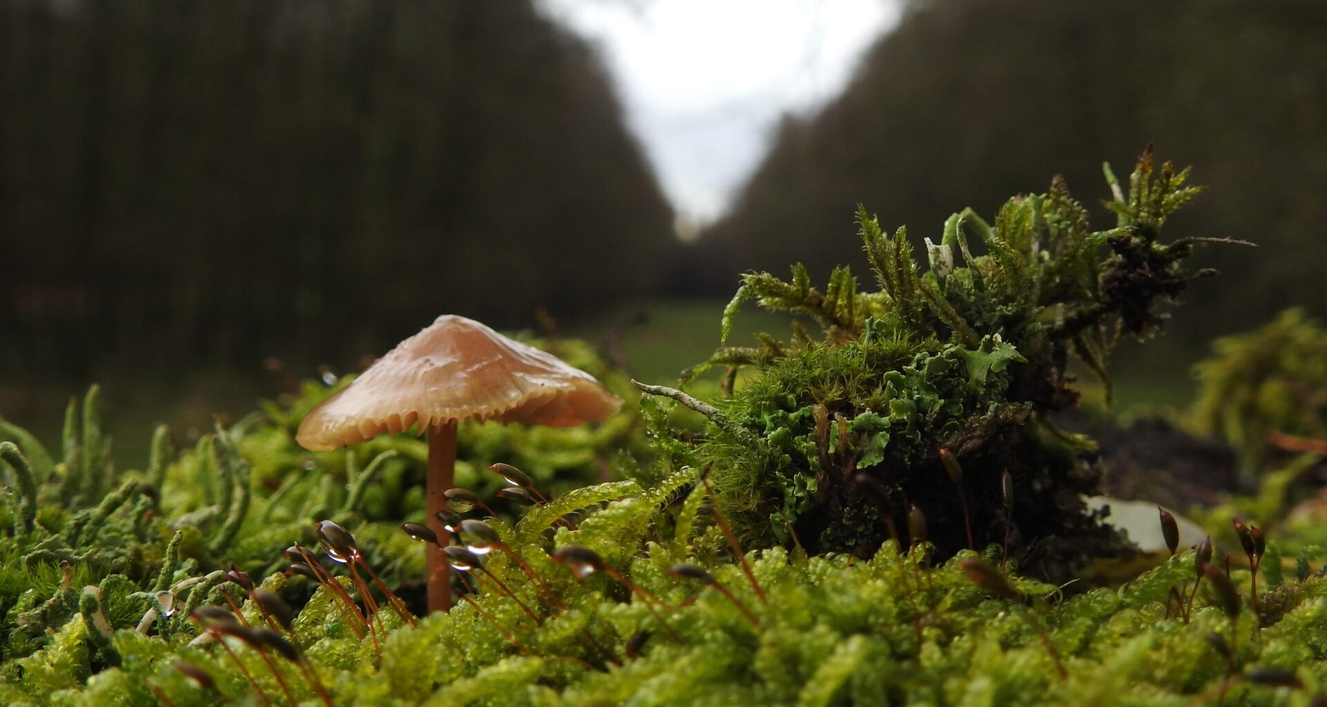 Eine eigene kleine Welt hat sich auf einem alten Zaunpfahl gebildet