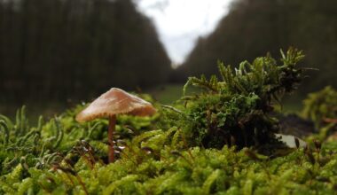 Eine eigene kleine Welt hat sich auf einem alten Zaunpfahl gebildet