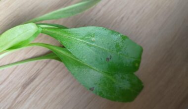 Was zum Teufel ist das für ein Gemüse?