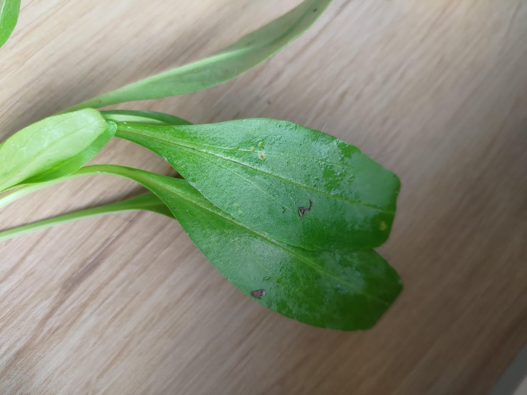 Was zum Teufel ist das für ein Gemüse?