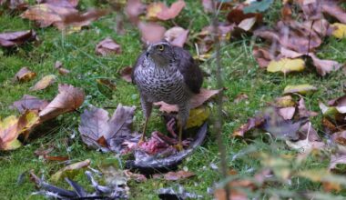 Was hat sich der Habicht da geholt?