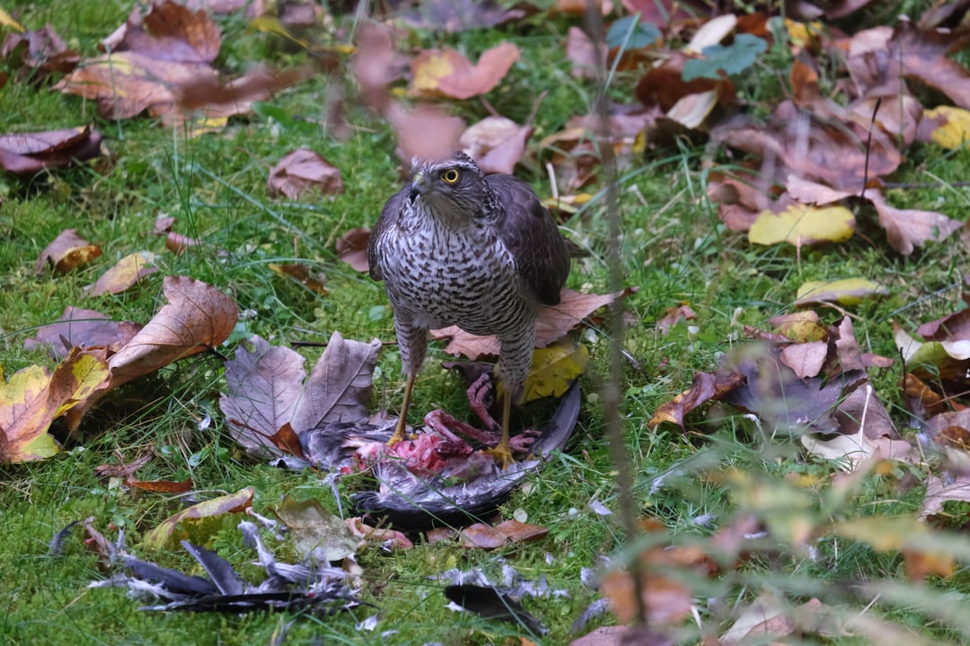 Was hat sich der Habicht da geholt?