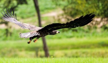 Seeadler breiten sich wieder in NRW aus - sieben Jungvögel | Nordrhein-Westfalen