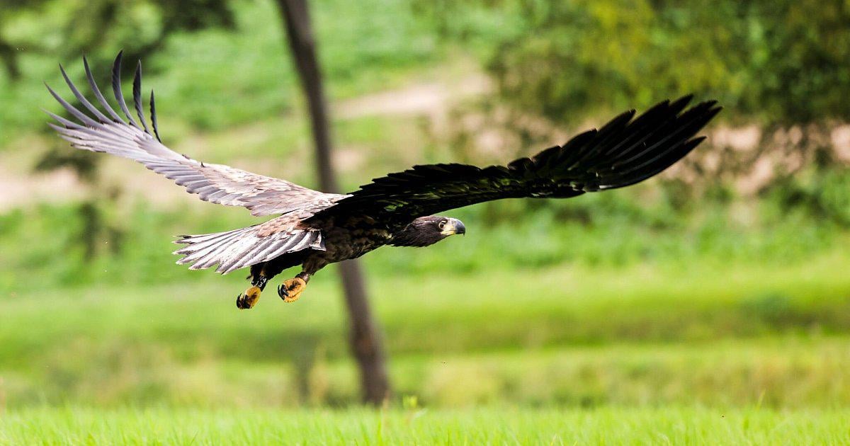 Seeadler breiten sich wieder in NRW aus - sieben Jungvögel | Nordrhein-Westfalen