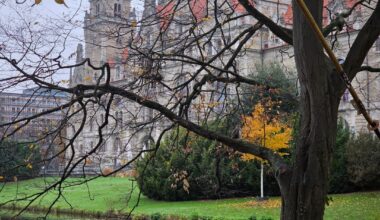 Bussard (?) am Maschpark