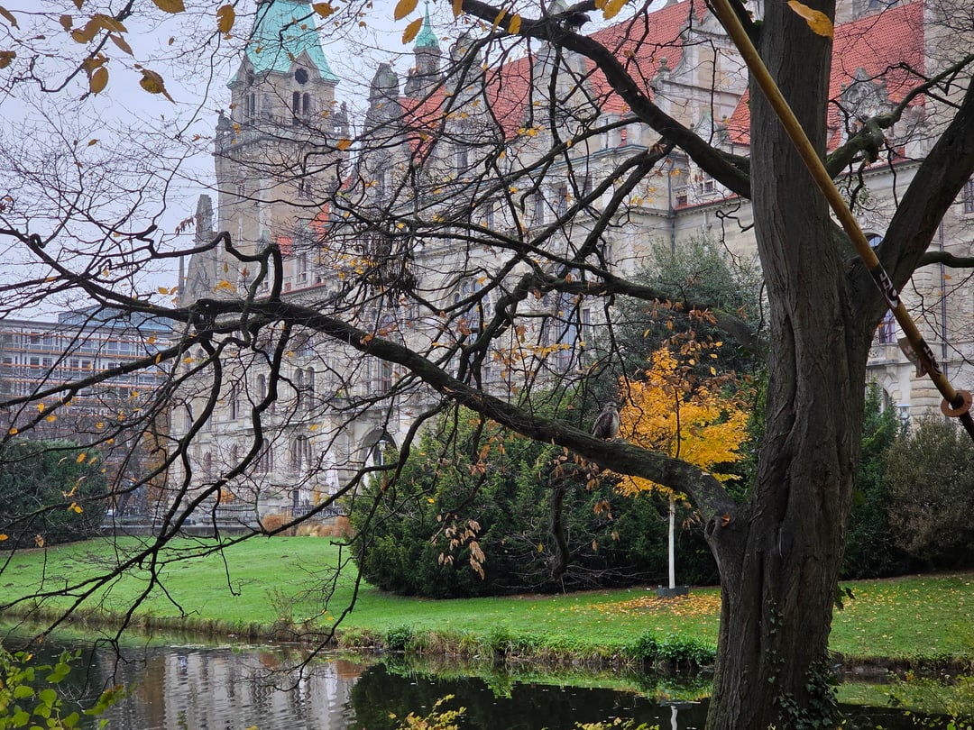Bussard (?) am Maschpark