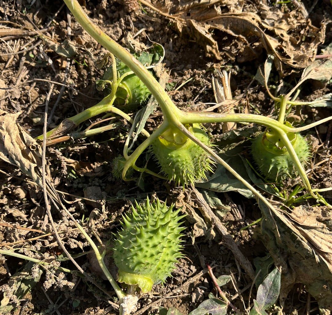 Kann mir jemand sagen, was das hier für stachelige Früchtchen sind?