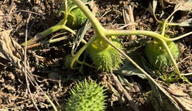 Kann mir jemand sagen, was das hier für stachelige Früchtchen sind?