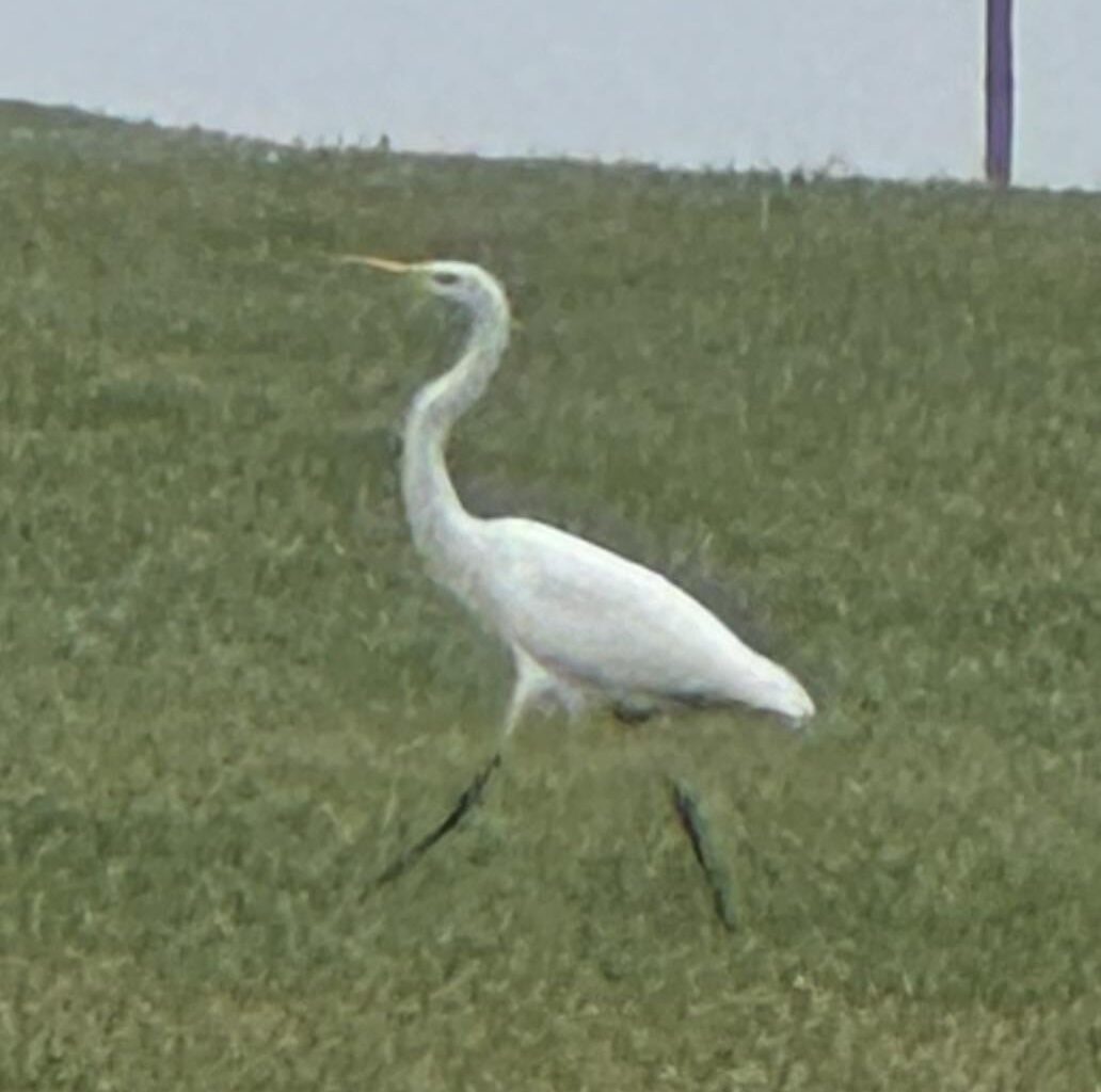 Wohnt bei mir ein Silberreiher?