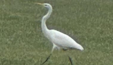 Wohnt bei mir ein Silberreiher?