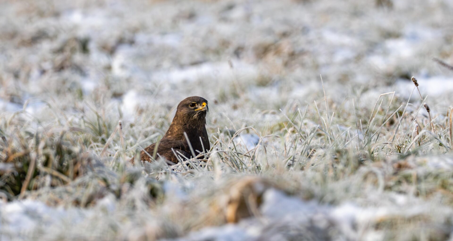 Ein Mäusebussard im gefroren Gras