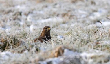 Ein Mäusebussard im gefroren Gras